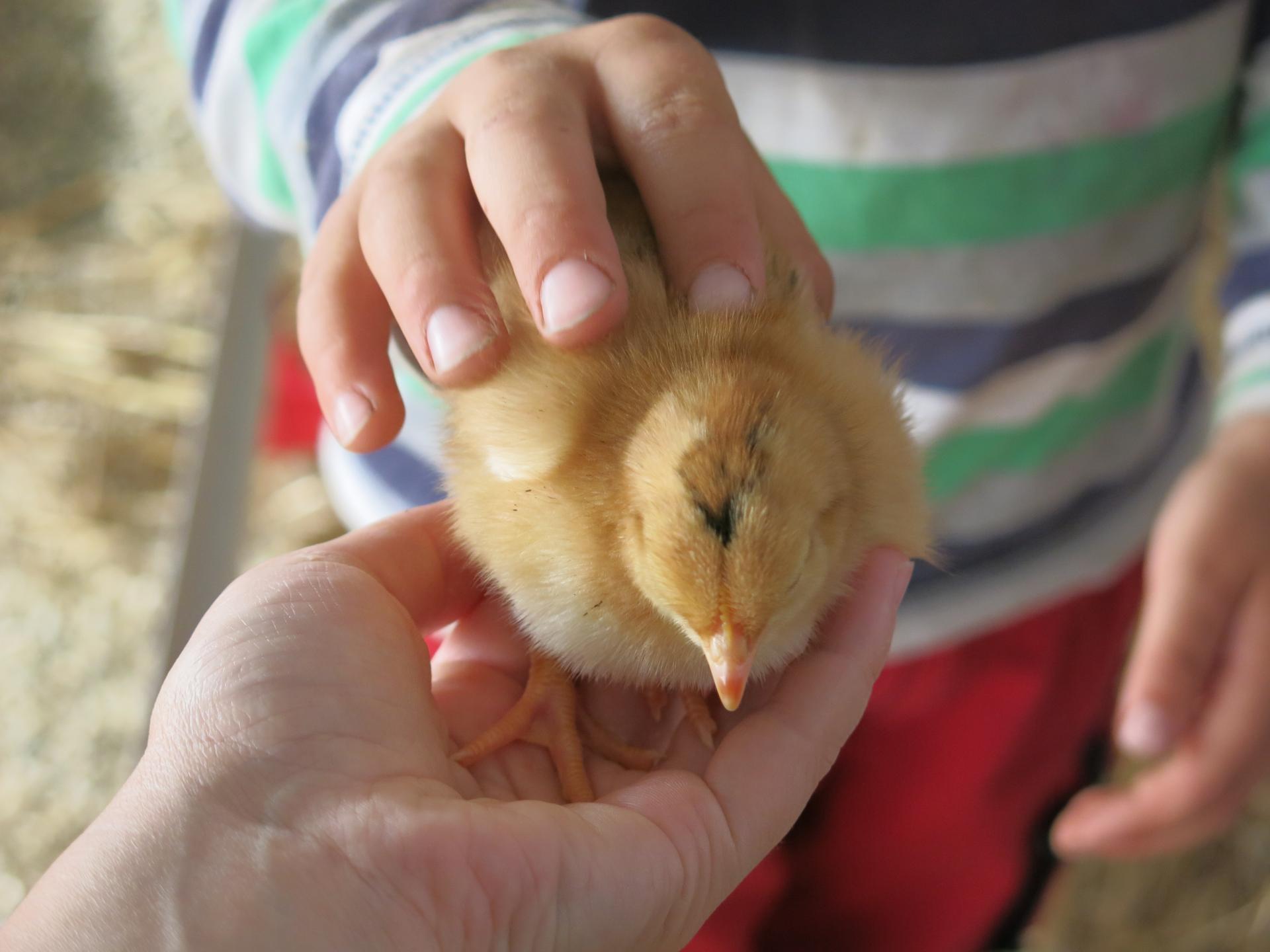 Chicken on organic farm