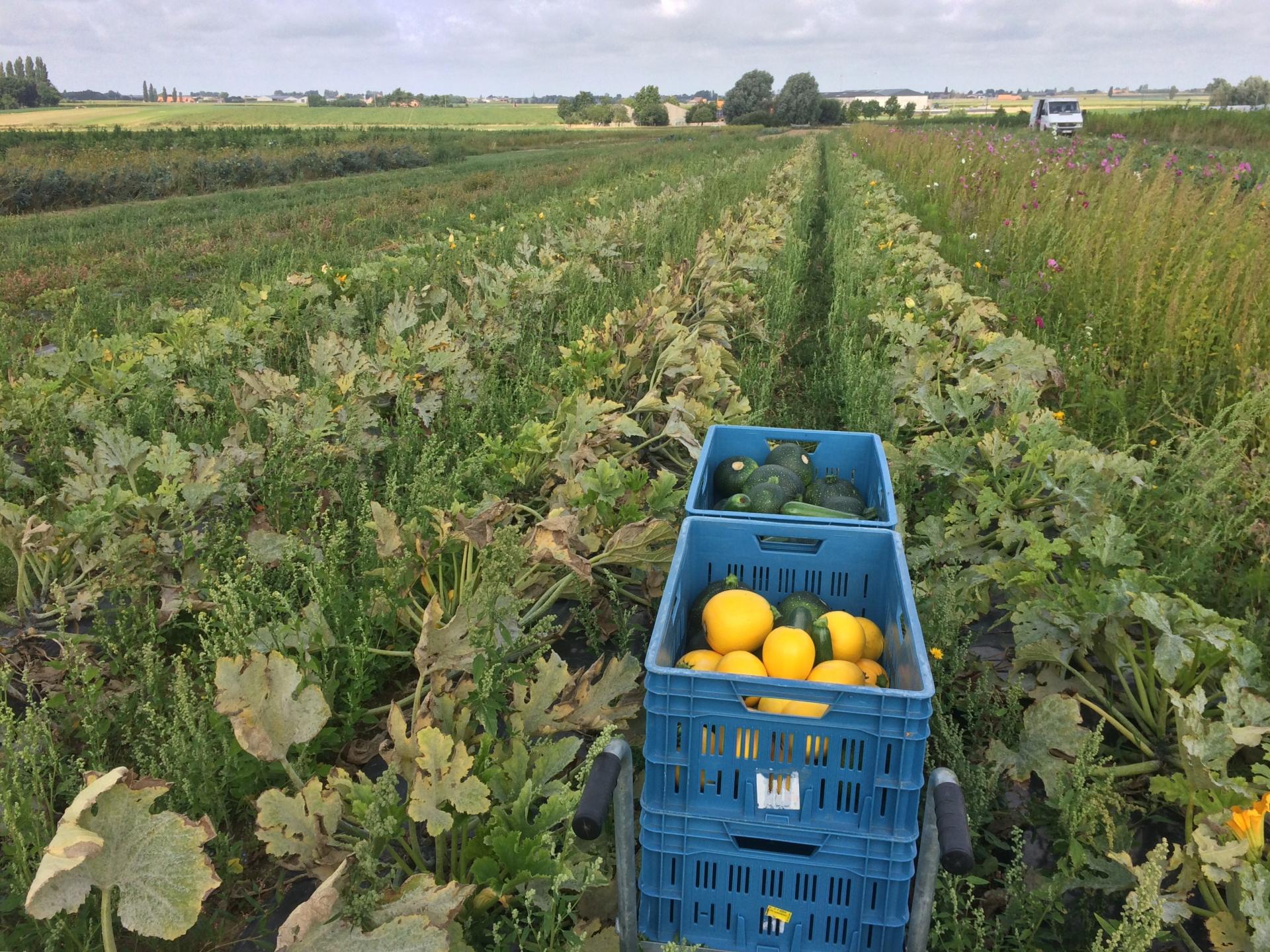 Field and harvest - organic farm