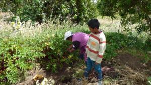 Werken in plantage